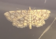 Lygropia rivulalis