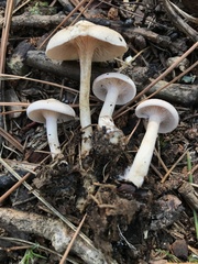 Clitocybaceae