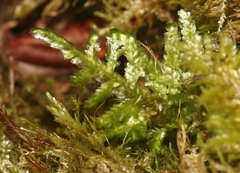 Homaliodendron flabellatum