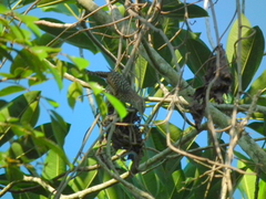 Campylorhynchus zonatus