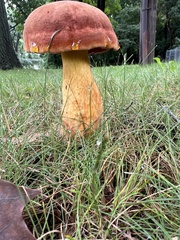 Neoboletus