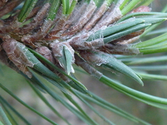 Thecodiplosis piniradiatae