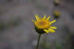 Haplopappus uncinatus