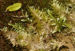 Homaliodendron flabellatum