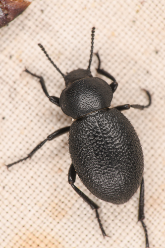 Eleodes scabrosa photo 2