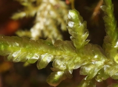 Homaliodendron flabellatum