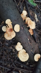 Microporellus obovatus