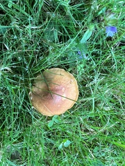 Chalciporus