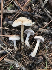 Clitocybaceae