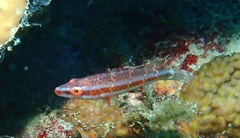 Oxycheilinus digramma