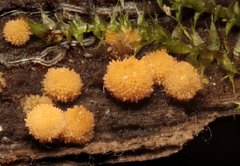 Bactridium ellisii