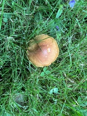Chalciporus