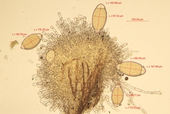 Bactridium ellisii