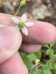 Bidens bigelovii