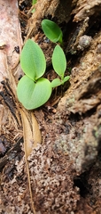 Chiloglottis valida