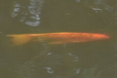 Cyprinus rubrofuscus
