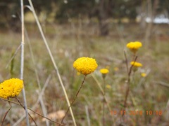 Leptorhynchos squamatus