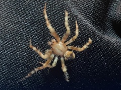 Araneus gemmoides