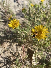 Chauliognathus basalis