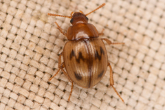 Phaleromela picta