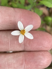 Bidens bigelovii