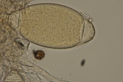 Bactridium ellisii