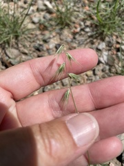 Bouteloua rigidiseta