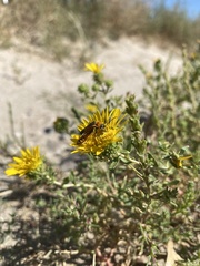 Chauliognathus basalis