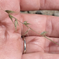 Bouteloua rigidiseta