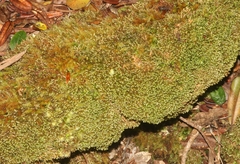 Pyrrhobryum spiniforme