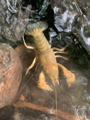 Cambarus