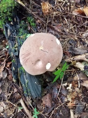 Tylopilus felleus