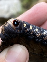 Xylophanes falco