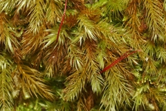 Pyrrhobryum spiniforme