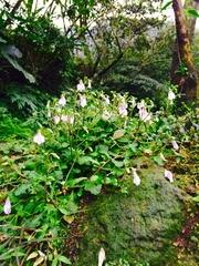 Mazus fauriei