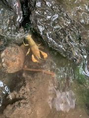 Cambarus