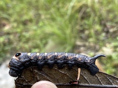 Xylophanes falco
