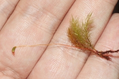 Pyrrhobryum spiniforme