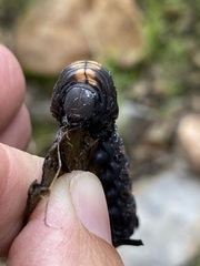 Xylophanes falco