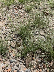 Bouteloua rigidiseta