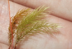 Pyrrhobryum spiniforme