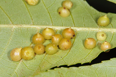 Caryomyia conoidea