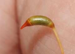 Pyrrhobryum spiniforme