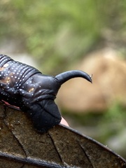 Xylophanes falco