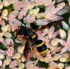 Euodynerus foraminatus