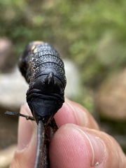 Xylophanes falco