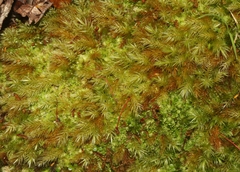 Pyrrhobryum spiniforme