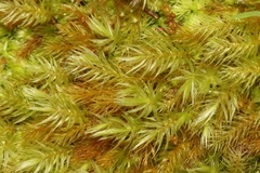 Pyrrhobryum spiniforme