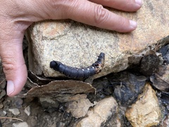 Xylophanes falco