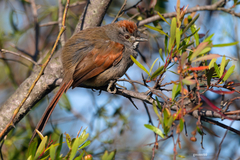 Synallaxis frontalis